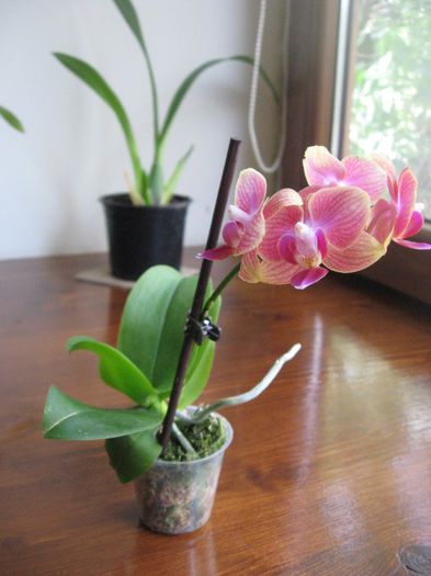 Vandut.Mini Phalaenopsis 3, 16 ron - Orhidee de vanzare