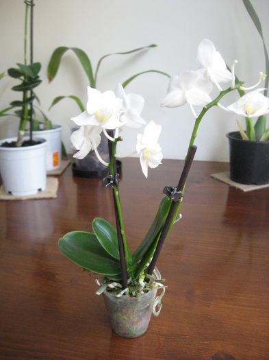 Vandut.Mini Phalaenopsis alba 4,  16 ron - Orhidee de vanzare