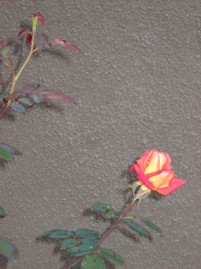 15 .oct.013 boboc - TRANDAFIR 2013-2020