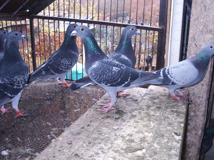 2013-10-16 - My Pigeons