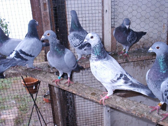 2013-10-16 - My Pigeons