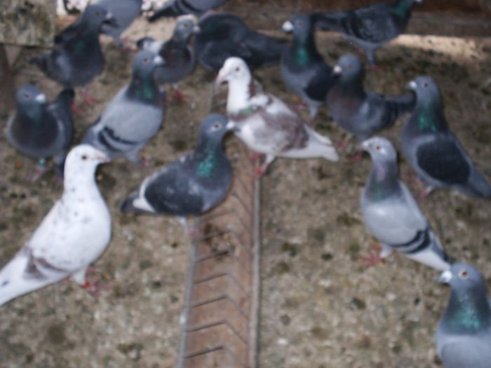 2013-01-11 17.38.05 - My Pigeons