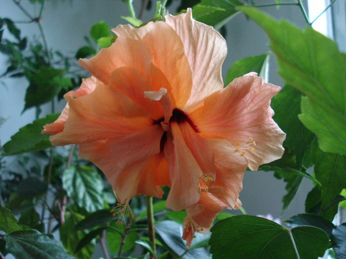 DSC05616 - Hibiscus