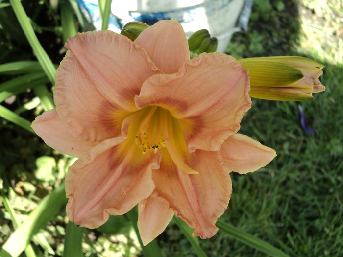 schnickel fritz - HEMEROCALLIS