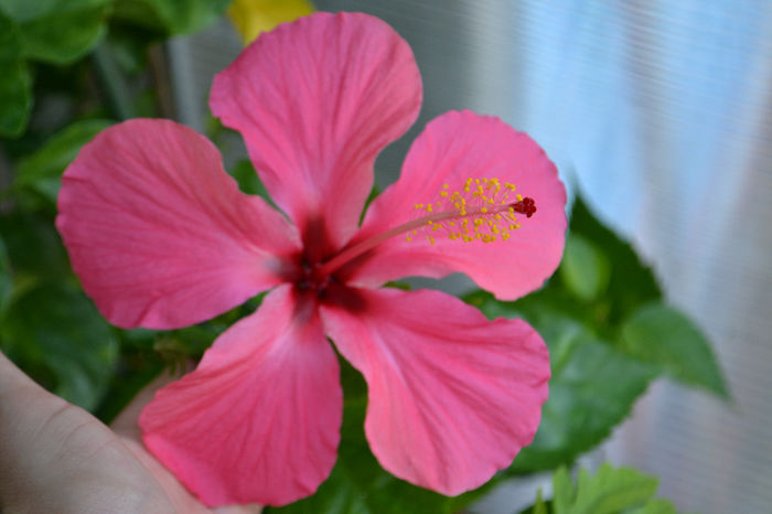 DSC_3613 - aaa-Hibiscus 2013
