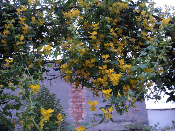 Canary bird - CATARATOARE