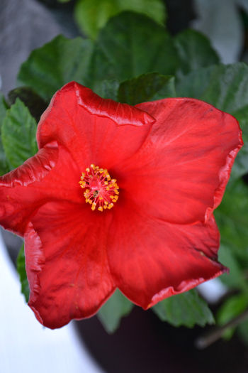 DSC_3866 - aaa-Hibiscus 2013