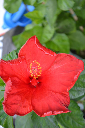 DSC_3867 - aaa-Hibiscus 2013