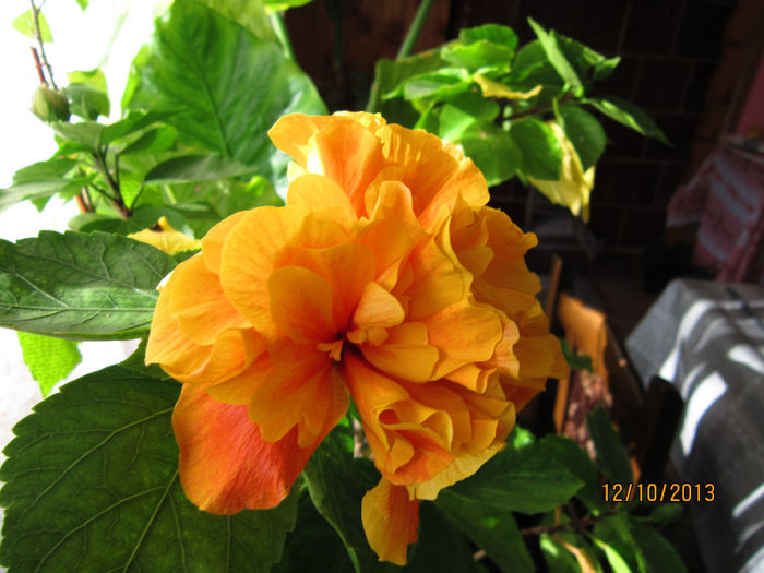 IMG_2220 - flori