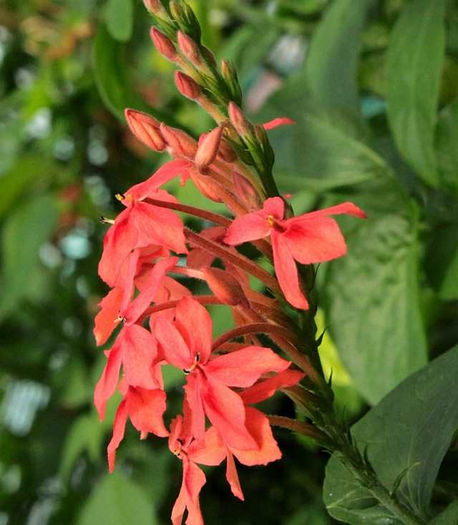 RUELLIA RUTTYRUSPOLIA - flori de interior