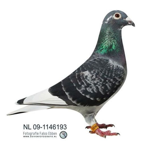 382237_513928201979798_1994392461_n - copia - Porumbei pe Net