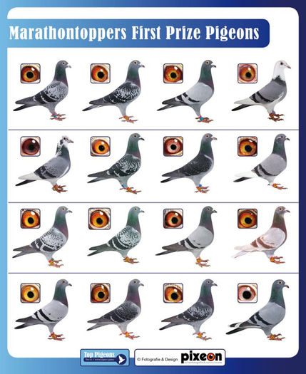 483504_483632478342704_526164977_n - copia - Porumbei pe Net