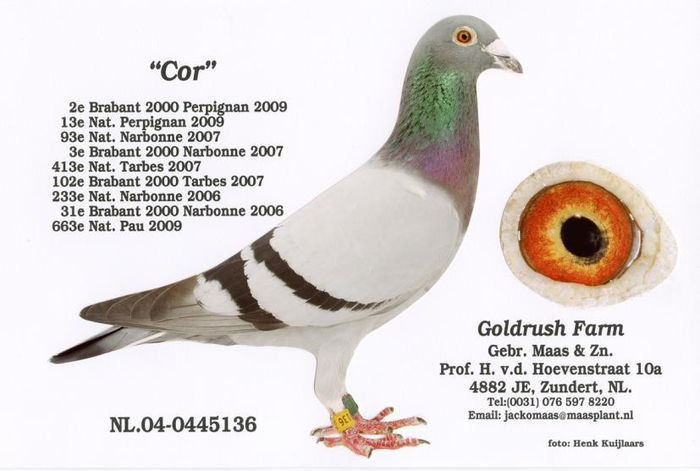 486520_439059146133371_345596756_n - copia - Porumbei pe Net