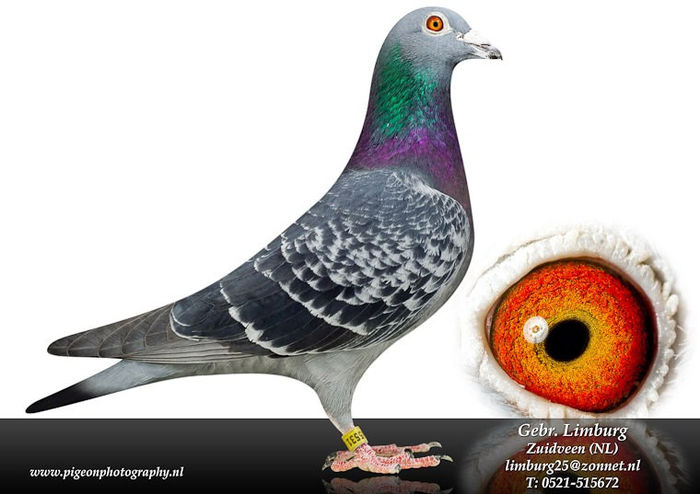 486563_440040839368535_1873829027_n - copia - Porumbei pe Net