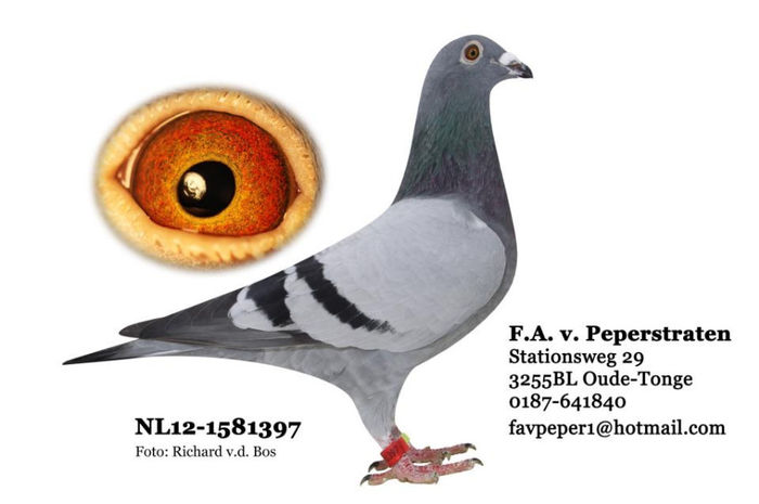 487268_501680383204580_1195824708_n - copia - Porumbei pe Net