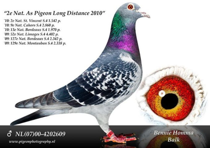 487380_499933980045887_1803173551_n - copia - copia - Porumbei pe Net