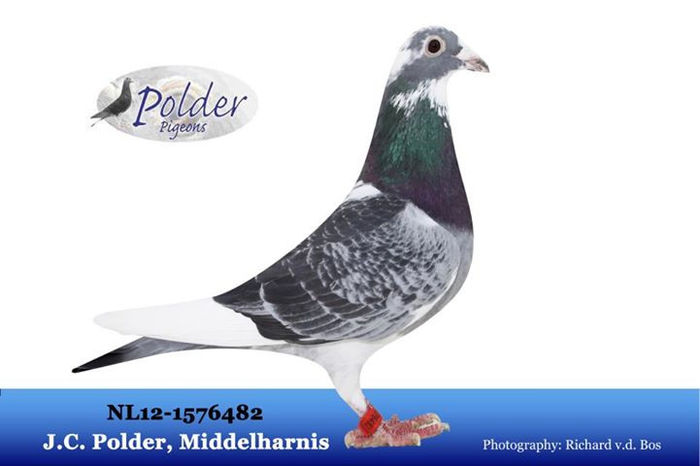 487642_526101614095790_642901074_n - copia - copia - Porumbei pe Net