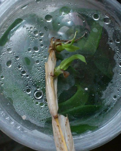 thunia venosa pui - Thunia