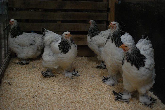 Gaini de rasa; octombrie 2013
