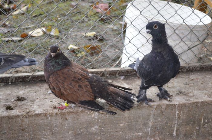 _DSC1624 - porumbeii mei