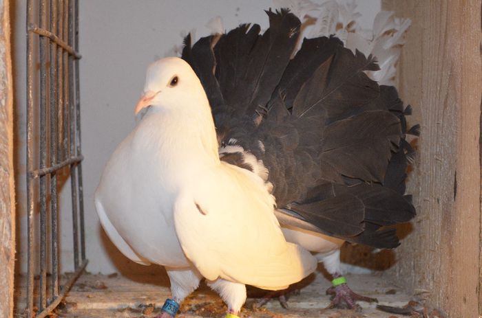 fem voltata cu coada neagra