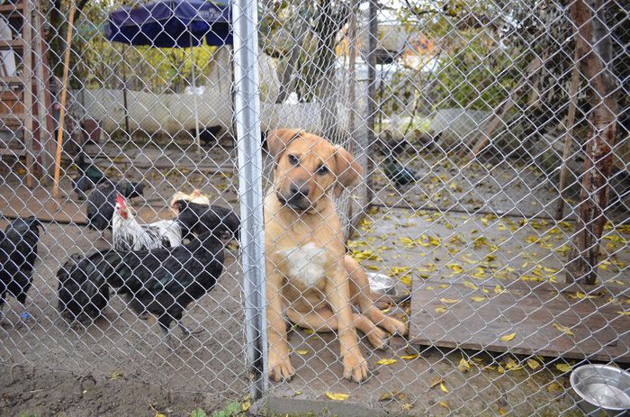 thor de tosa; astept un scarpinat
