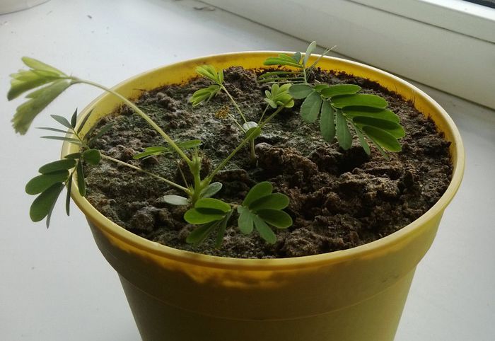 Mimosa Pudica. update 17 octombrie 2013