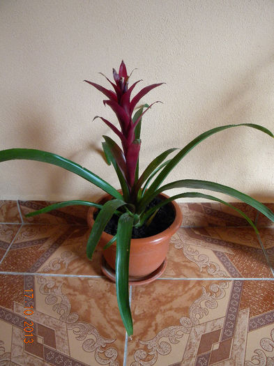 Bilbergia; Bilbergia
