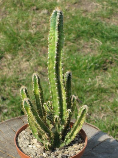 Martie 2012 - Cereus tetragonus monstrose - Fairy Castles