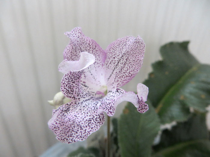  - streptocarpus Hototogisu