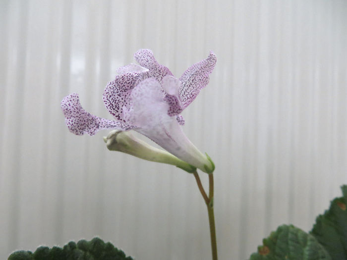  - streptocarpus Hototogisu