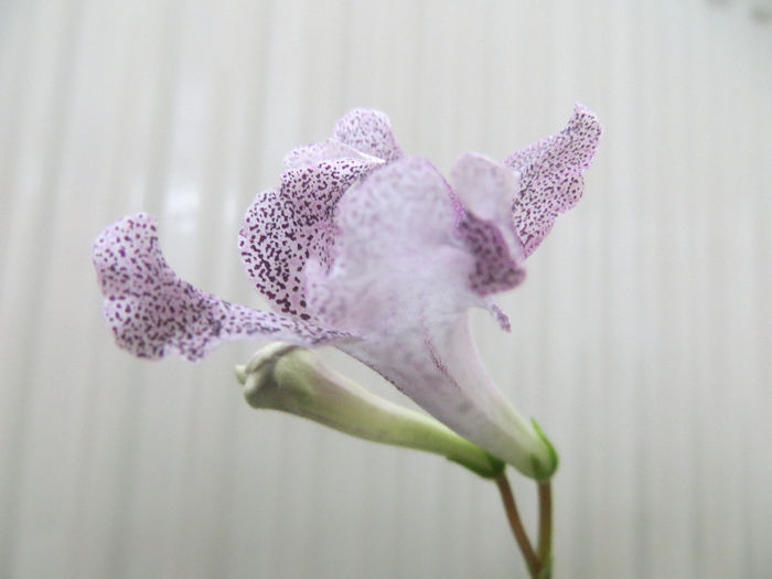  - streptocarpus Hototogisu