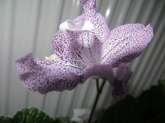  - streptocarpus Hototogisu