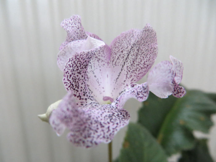  - streptocarpus Hototogisu