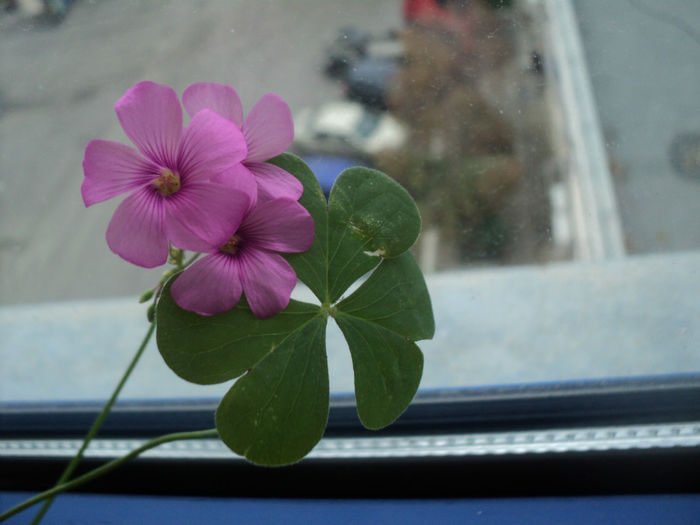 DSC07493 - OXALIS - 2013