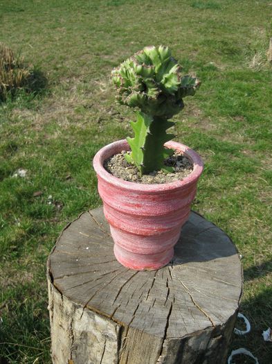 Martie 2012 - Euphorbia lactea cristata