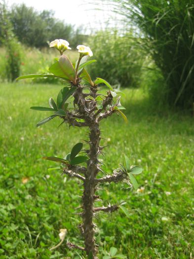 Iunie 2012 - Euphorbia milii