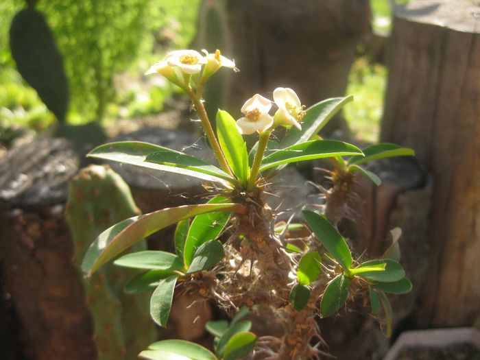Iunie 2012 - Euphorbia milii