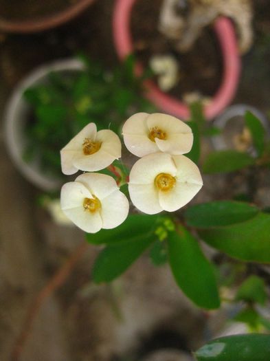 August 2013 - Euphorbia milii