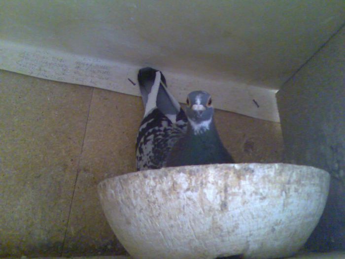 Baltat Aarden; porumbelul dlui izdrea petre
