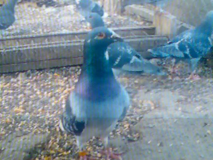 arden linie pura-din originali izdrea petre