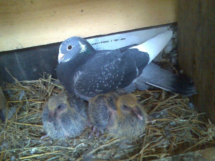 jan Aarden 416 096-2005; arden.masculul meu de baza 416 06 -2005
