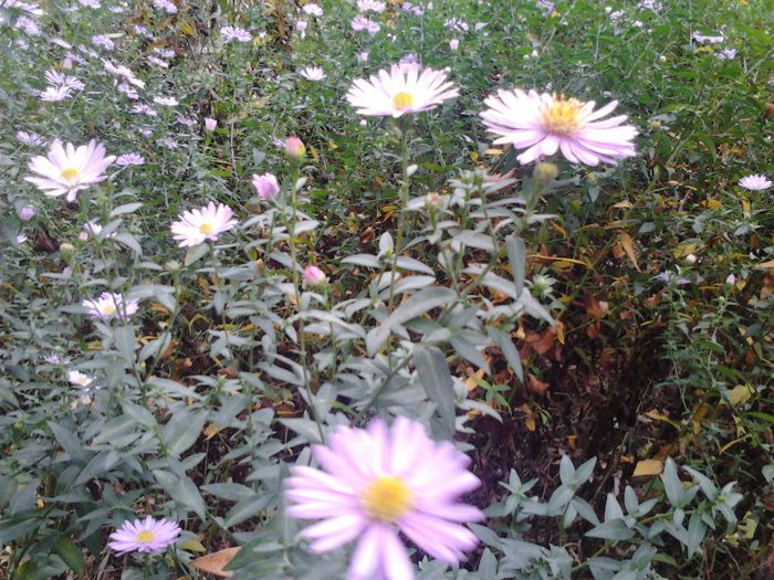 IMG_20131017_135223_365[1] - Aster