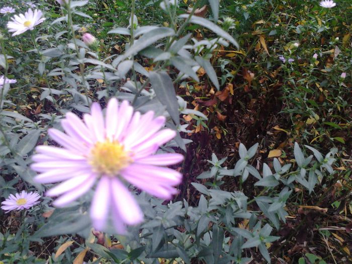 IMG_20131017_135226_191[1] - Aster