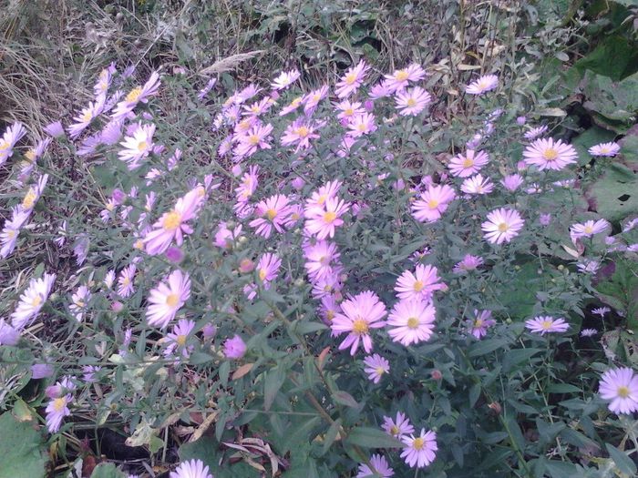 IMG_20131017_135400_100[1] - Aster