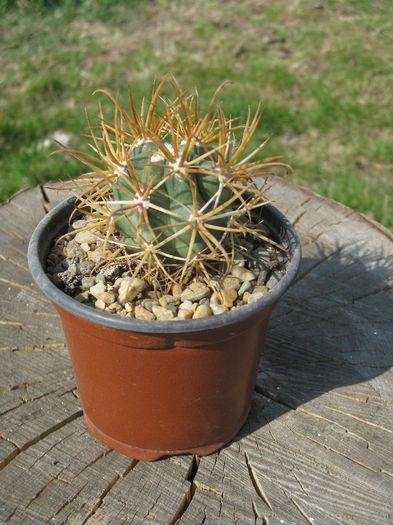 Martie 2012 - Ferocactus chrysacanthus