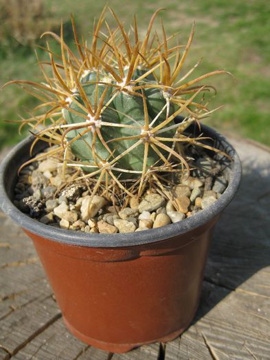 Martie 2012 - Ferocactus chrysacanthus