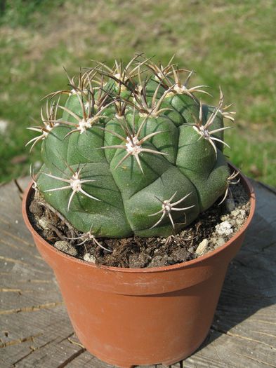 Martie 2012 - Gymnocalycium pflanzii