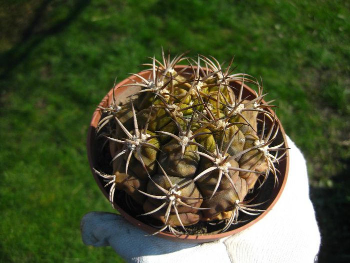 Martie 2013 - Gymnocalycium pflanzii