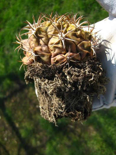 Martie 2013 - Gymnocalycium pflanzii